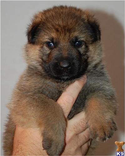 Sable Male European Working Lines